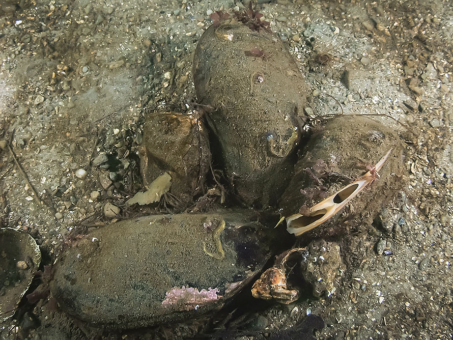 Modiolus modiolus